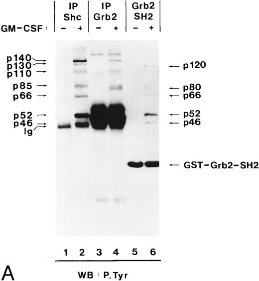 Fig. 7. Grb2 associates through its SH2 domain with Shc and through its SH3 domain with p140, and both interactions are hGM-CSF–dependent. (A) Binding of Grb2 to tyrosine-phosphorylated Shc is mediated through the SH2 domain of Grb2. Cell lysates from unstimulated (lanes 1, 3, and 5) or hGM-CSF–stimulated (lanes 2, 4, and 6) TF-1 cells were immunoprecipitated (IP) with anti-Shc (lanes 1 and 2) or anti-Grb2 (lanes 3 and 4) antibodies or adsorbed with a GST fusion protein containing the SH2 domain of Grb2 (Grb2 SH2; lanes 5 and 6). The precipitates were analyzed by SDS-PAGE followed by antiphosphotyrosine immunoblotting (lanes 1 through 6). Arrows indicate the position of the detected phosphotyrosyl proteins and the GST-Grb2-SH2 fusion protein. (B) Binding of Grb2 to tyrosine-phosphorylated p140 is mediated through the SH3 domains of Grb2. Cell lysates of unstimulated (lanes 1, 3, 5, and 7) or hGM-CSF–stimulated (lanes 2, 4, 6, and 8) TF-1 cells were immunoprecipitated with anti-Shc antibodies (lanes 1 and 2) or adsorbed with either a GST fusion protein containing the C-terminal SH3 domain of Grb2 (GST Grb2 SH3-C; lanes 3 and 4), the N-terminal SH3 domain of Grb2 (GST Grb2 SH3-N; lanes 5 and 6), or with GST vector protein (GST) (lanes 7 and 8). The precipitates were analyzed by antiphosphotyrosine immunoblotting (lanes 1 through 8).