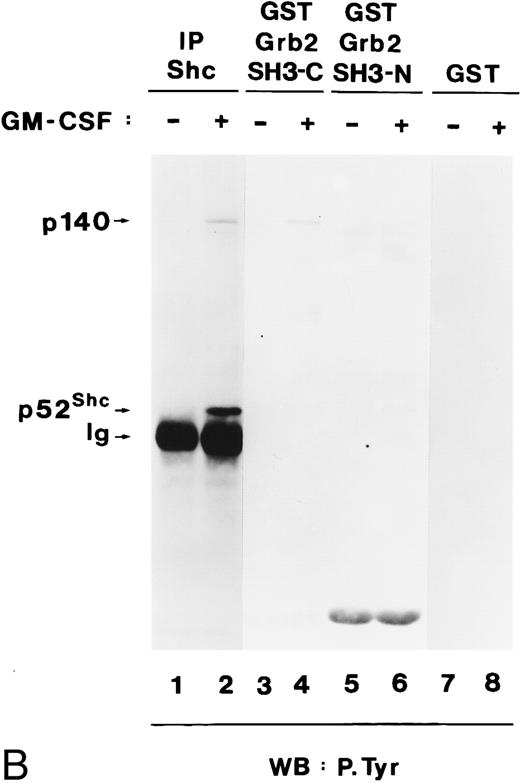 Fig. 7. Grb2 associates through its SH2 domain with Shc and through its SH3 domain with p140, and both interactions are hGM-CSF–dependent. (A) Binding of Grb2 to tyrosine-phosphorylated Shc is mediated through the SH2 domain of Grb2. Cell lysates from unstimulated (lanes 1, 3, and 5) or hGM-CSF–stimulated (lanes 2, 4, and 6) TF-1 cells were immunoprecipitated (IP) with anti-Shc (lanes 1 and 2) or anti-Grb2 (lanes 3 and 4) antibodies or adsorbed with a GST fusion protein containing the SH2 domain of Grb2 (Grb2 SH2; lanes 5 and 6). The precipitates were analyzed by SDS-PAGE followed by antiphosphotyrosine immunoblotting (lanes 1 through 6). Arrows indicate the position of the detected phosphotyrosyl proteins and the GST-Grb2-SH2 fusion protein. (B) Binding of Grb2 to tyrosine-phosphorylated p140 is mediated through the SH3 domains of Grb2. Cell lysates of unstimulated (lanes 1, 3, 5, and 7) or hGM-CSF–stimulated (lanes 2, 4, 6, and 8) TF-1 cells were immunoprecipitated with anti-Shc antibodies (lanes 1 and 2) or adsorbed with either a GST fusion protein containing the C-terminal SH3 domain of Grb2 (GST Grb2 SH3-C; lanes 3 and 4), the N-terminal SH3 domain of Grb2 (GST Grb2 SH3-N; lanes 5 and 6), or with GST vector protein (GST) (lanes 7 and 8). The precipitates were analyzed by antiphosphotyrosine immunoblotting (lanes 1 through 8).