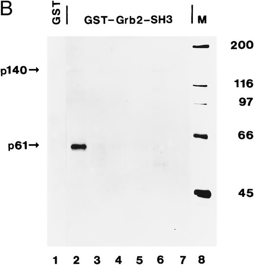 Fig. 8. The C-terminal SH3 domain of Grb2 binds to tyrosine-phosphorylated p140 in AML. (A) p140 is constitutively associated with Grb2 in AML cells. Cell lysates from unstimulated (lane 1) or hGM-CSF–stimulated TF-1 cells (lane 2) and from unstimulated primary leukemia cells obtained from five patients with AML (AML-3 through AML-8; lanes 3 through 8) were immunoprecipitated with anti-Grb2 antibodies followed by antiphosphotyrosine immunoblotting (P.Tyr). The position of p140 is indicated on the left. (B) The C-terminal SH3 domain of Grb2 binds to p140 in AML cells. Cell lysates from unstimulated primary AML cells were incubated with either GST vector protein (GST; AML-3; lane 1) or with GST fusion proteins containing the C-terminal SH3 domain of Grb2 (GST-Grb2-SH3; AML-3 through AML-8; lanes 2 through 7). Associated tyrosine-phosphorylated proteins were analyzed by antiphosphotyrosine immunoblotting (lanes 1 through 7). The AML samples analyzed in this experiment correspond to the AML-3 through AML-8 samples analyzed in (A), lanes 3 through 8, and in Fig 4B, lanes 2 through 7. The position of tyrosine-phosphorylated proteins is indicated on the left. Molecular weight markers are indicated on the right.
