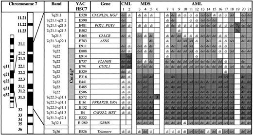 Fig. 2. Mapping of deletions and translocations involving chromosome band 7q22 in 21 myeloid leukemias by FISH. del, deletion (only 1 fluorescence signal); 3, three fluorescence signals indicating the translocation breakpoint; di, disomy (2 fluorescence signals indicating retention of both alleles); empty boxes, not done. Light grey boxes indicate the extent of the deletion. Dark grey boxes indicate the two commonly deleted segments in CML and MDS/AML, respectively. *Clones HSC7E808 through HSC7E572 recognize a contiguous genomic fragment in chromosome band 7q22.