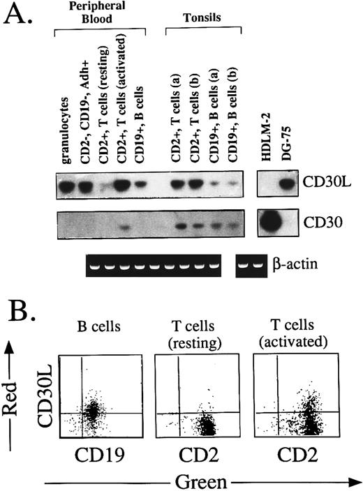 Fig. 2. (A) Expression of CD30L and CD30 in normal lymphohematopoietic cells. Adherent (Adh+), CD2−, CD19−, CD14+ monocyte-macrophages were purified from PB by a two-step immunomagnetic selection. Normal T and B lymphocytes were purified from PB and tonsil tissues of two different donors (a and b) by positive immunomagnetic selection with anti-CD2 and anti-CD19 MoAbs. Granulocytes were recovered by dextran sedimentation followed by erythrocyte lysis. Activation of CD2+ T cells was performed by 24 hours of exposure to TPA (10 ng/mL) and ionomycin A (1.0 μg/mL). In all cases, amplification with CD30L, CD30 (upper panels), and β-actin (lower panel) specific primers was performed using the same cDNA bulks. (B) Two-color immunofluorescence showing the expression of CD30L on PB CD19+ B cells, resting CD2+ T cells, and CD2+ T cells after 24 hours of activation by 10 ng/mL TPA and 1.0 μg/mL ionomycin A. Cells were stained by the anti-CD30L MoAb M80 (Y-axis, PE-red fluorescence) and by anti-CD2 or anti-CD19 MoAbs (X-axis, FITC-green fluorescence).