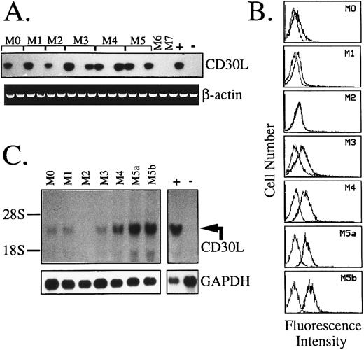 Fig. 4. Expression of CD30L in leukemic cells of myeloid origin as assessed by RT-PCR (A), flow cytometry (B), and Northern blot analysis (C). (A) cDNA bulks from AML samples (FAB-M0, n = 2; M1, n = 2; M2, n = 2; M3, n = 3; M4, n = 3; M5, n = 3; M6, n = 1; and M7, n = 1) were prepared and amplified with specific primers for CD30L (upper panel) or β-actin (lower panel). The MN-60 and the BV-173 cell lines were used as positive (+) and negative (−) controls, respectively. (B) Flow cytometry analysis of representative AML cases. Cells were incubated with the anti-CD30L MoAb M80 (bold line) and an irrelevant isotype-matched mouse Ig (thin line), followed by PE-labeled goat antimouse Ig. The X- and Y-axes indicate the logarithm of the relative intensity of red fluorescence and relative cell numbers, respectively. (C) Northern blot analysis of the same AML cases shown in (B). Twenty micrograms of total RNA per lane was run on denaturated agarose gels, blotted onto nylon membranes, and hybridized with a CD30L-specific cDNA probe (upper panel) and with a GAPDH cDNA fragment (lower panel); −, negative control (BV-173 cell line); +, positive control (MN-60 cell line).