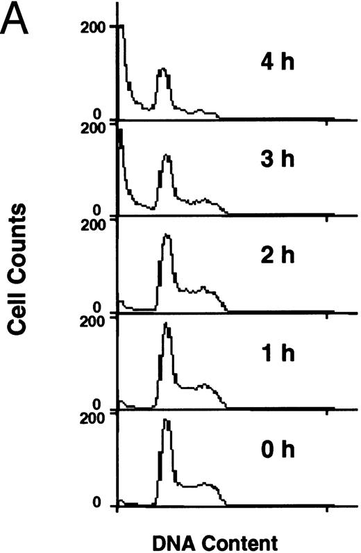 Fig. 1. Flow cytometric analysis of development of apoptosis (A) and PS externalization (B) in U937 cells treated with 10 μg/mL etoposide.