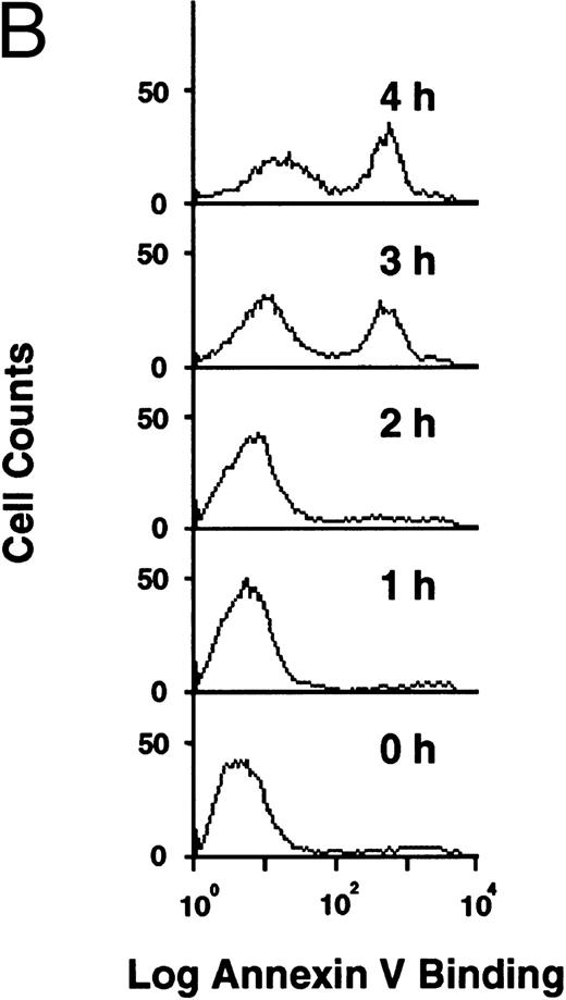 Fig. 1. Flow cytometric analysis of development of apoptosis (A) and PS externalization (B) in U937 cells treated with 10 μg/mL etoposide.