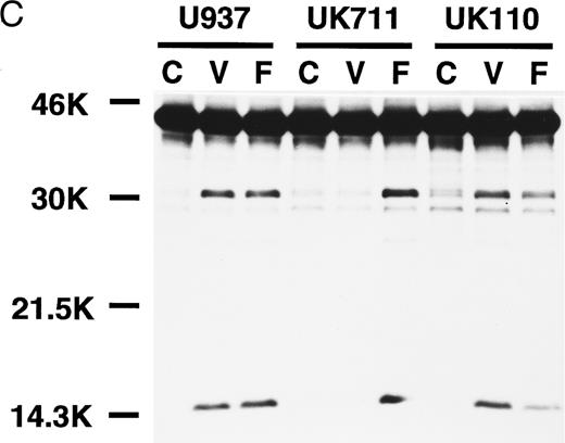 Fig. 3. Correlation of (A) apoptosis, (B) PS externalization, and (C) ICE family protease activation determined by actin cleavage assay and (D) CPP32 processing in U937 and its apoptosis-resistant variant cell lines, UK711 and UK110. Cells were treated without (C) or with 10 μg/mL VP16 (V) or 150 ng/mL anti-Fas antibody and 1 μg/mL cycloheximide (F ) for 4 hours. Numbers in parentheses in (A) and (B) are the percentages of apoptotic cells and PS externalized cells, respectively. The experiments were repeated four times and similar results were obtained.