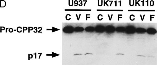 Fig. 3. Correlation of (A) apoptosis, (B) PS externalization, and (C) ICE family protease activation determined by actin cleavage assay and (D) CPP32 processing in U937 and its apoptosis-resistant variant cell lines, UK711 and UK110. Cells were treated without (C) or with 10 μg/mL VP16 (V) or 150 ng/mL anti-Fas antibody and 1 μg/mL cycloheximide (F ) for 4 hours. Numbers in parentheses in (A) and (B) are the percentages of apoptotic cells and PS externalized cells, respectively. The experiments were repeated four times and similar results were obtained.