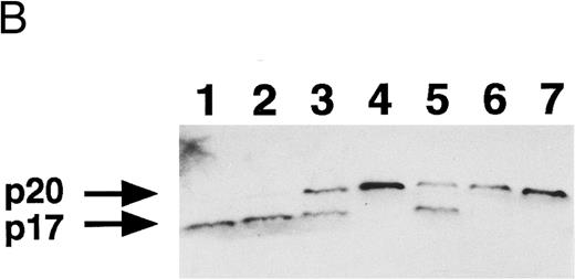 Fig. 4. Inhibition of apoptosis, PS externalization, and CPP32 processing by inhibitors of ICE family proteases. U937 cells were treated with 10 μg/mL etoposide in the presence of indicated concentrations of Z-Asp (circles) and Z-VAD (squares) for 4 hours. The development of apoptosis (open symbols) and PS externalization (solid symbols) were analyzed using a flow cytometer (A), and CPP32 processing was examined by Western blot analysis (B). CPP32 processing to the p20 and p17 fragments is presented. Lane 1, no inhibitor; lanes 2 through 4, Z-Asp at 10, 30, and 100 μg/mL, respectively; lanes 5 through 7, Z-VAD at 10, 30, and 100 μg/mL, respectively. The experiments were repeated three times and similar results were obtained.