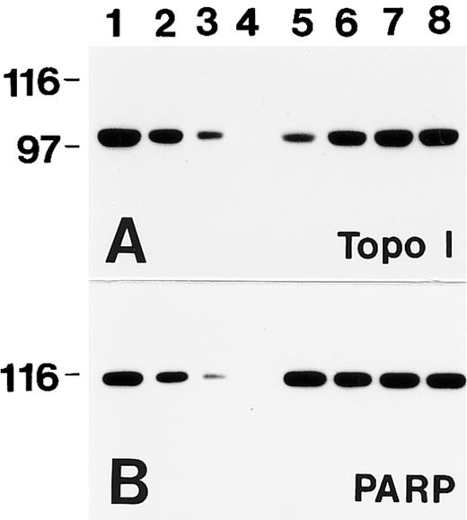 Fig. 2. Band depletion does not reflect destruction of topo I. HL-60 cells were treated with diluent (lanes 1 through 4) or 10 μmol/L TPT for 45 minutes at 37°C (lanes 5 through 8) and sedimented at 3,200g for 1 minute. All of the supernatant except for 50 μL was removed. Cells were resuspended in the remaining 50 μL of supernatant and heated to 48°C for 0 minutes (lanes 1 through 5), 1 minute (lane 6), 2 minutes (lane 7), or 3 minutes (lane 8) before addition of lysis buffer. After preparation for electrophoresis as described in the Materials and Methods, samples containing polypeptides from 3 × 105 cells (lanes 1 and 5 through 8) or the serial dilution described in the legend to Fig 1 (lanes 2 through 4) were loaded in adjacent lanes. Blots were probed with antibodies to topo I (A) or poly(ADP-ribose) polymerase (B).