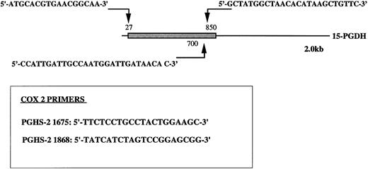 Fig. 1. Position of type-1 15-PGDH primers. The 15-PGDH coding sequence of the 2.0 kb mRNA is represented as a box and the resting noncoding sequence is represented as a solid line. The positions of the primers are noted with arrows. Primers specific to PGHS-2 (COX2) nucleic sequence are boxed. Numbers noted in labeling correspond to the positions of the primers in original sequences.
