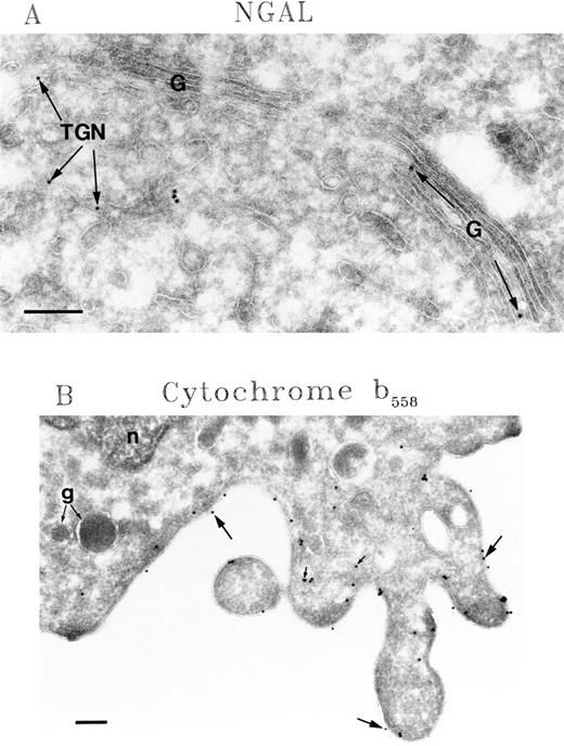 Fig. 6. Immunoelectron microscopy of differentiated transfected HL-60 cells. (A) Labeling of NGAL with rabbit antibody followed by 10 nm gold attached to goat antirabbit IgG. Staining is observed on Golgi stacks (G) and trans-Golgi network (TGN). (B) Labeling of cytochrome b558 with MoAb followed by rabbit antimouse IgG and 10 nm gold attached to goat antirabbit IgG. Extensive labeling can be observed on the plasma membrane (large arrows) and on some vesicles underneath the cell surface (small arrows). No label is observed in the granules (g); nucleus (n). Bars, 200 nm.