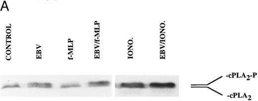 Fig. 5. Immunoblot analysis of the effect of EBV on cPLA2 phosphorylation in enriched monocyte suspensions. Enriched monocyte suspensions (5 × 106 cells/0.1 mL) were preincubated or not in the presence of EBV for 30 minutes at 37°C, diluted 10-fold with HBSS, and subsequently stimulated with fMLP (1 μmol/L for 10 minutes) or A23187 (50 nmol/L for 5 minutes). Incubations were stopped on ice and whole cells were processed for SDS-PAGE analysis and immunoblotting of cPLA2 as described in the Materials and Methods. The upper and lower bands of the doublet represent the phosphorylated (cPLA2-P) and nonphosphorylated (cPLA2 ) forms of the cPLA2 , respectively. (A) The data obtained using fMLP and A23187 as second stimuli are derived from separate experiments. (B) Enriched monocyte suspensions (3 × 106 cells/0.1 mL) were preincubated or not in the presence of EBV for the indicated times at 37°C, diluted 10-fold with HBSS, stimulated with A23187 (50 nmol/L for 5 minutes), and processed for analysis of cPLA2 as described above. Experiments shown are representative of three performed.