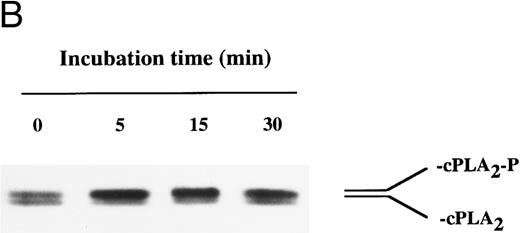 Fig. 5. Immunoblot analysis of the effect of EBV on cPLA2 phosphorylation in enriched monocyte suspensions. Enriched monocyte suspensions (5 × 106 cells/0.1 mL) were preincubated or not in the presence of EBV for 30 minutes at 37°C, diluted 10-fold with HBSS, and subsequently stimulated with fMLP (1 μmol/L for 10 minutes) or A23187 (50 nmol/L for 5 minutes). Incubations were stopped on ice and whole cells were processed for SDS-PAGE analysis and immunoblotting of cPLA2 as described in the Materials and Methods. The upper and lower bands of the doublet represent the phosphorylated (cPLA2-P) and nonphosphorylated (cPLA2 ) forms of the cPLA2 , respectively. (A) The data obtained using fMLP and A23187 as second stimuli are derived from separate experiments. (B) Enriched monocyte suspensions (3 × 106 cells/0.1 mL) were preincubated or not in the presence of EBV for the indicated times at 37°C, diluted 10-fold with HBSS, stimulated with A23187 (50 nmol/L for 5 minutes), and processed for analysis of cPLA2 as described above. Experiments shown are representative of three performed.