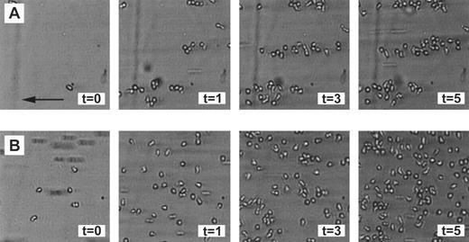 Fig. 2. Random and clustered distribution of neutrophils adhered to fibrin. Neutrophils were perfused over a plasma fibrin surface as described in Fig 1 and pictures were taken after 0, 1, 3, and 5 minutes of perfusion. (A) Clear cellular clusters, aligned in the direction of the flow, occur after a perfusion at a shear stress of 160 mPa. Under these conditions, the mean cluster index after 5 minutes of perfusion is approximately 1.8. (B) More neutrophils adhered in a more random fashion after a perfusion at a low shear stress of 20 mPa. Under these conditions, the mean cluster index after 5 minutes of perfusion is approximately 0.5. The experiments shown are representative of four additional experiments. The arrow indicates the direction of the flow (equal for all figures).