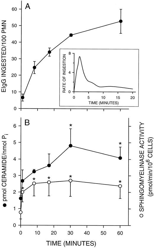 Fig. 3. Kinetics of sphingomyelinase activation and ceramide formation during PMN phagocytosis of EIgG. PMNs (2 × 106/mL) were activated with FMLP (100 nmol/L) for 10 minutes at 37°C. EIgG (1 × 108/mL) were added and aliquots of cells removed at the indicated time points. EIgG not ingested were lysed and PMNs resuspended in buffer. Samples were probe sonicated and assayed for ceramide and sphingomyelinase activity. (A) Kinetics of phagocytosis. Inset: Rate of phagocytosis was determined by removing aliquots of PMNs at 30-second intervals for the first 2.5 minutes after addition of EIgG. Subsequent time points were at 60-second intervals for the next 3.5 minutes and at 4-minute intervals thereafter. Rate of ingestion was calculated by dividing the number of EIgG ingested in a given time interval by the number of minutes in that interval. The rates were plotted over the midpoint for each interval. (B) Kinetics of ceramide formation and sphingomyelinase activation. Values represent the mean ± SEM of three experiments. * = Significantly different from the zero time point, P < .05.