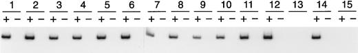 Fig. 2. Detection of the rAAV-encoded transcript in erythroleukemia (K562) cell colonies. Erythroleukemia cells were transduced with rHS432Aγ* at an MOI of 3 × 108; cultured in semisolid medium for 14 days, after which individual colonies were plucked; and expanded for 2 to 4 days in liquid medium. An aliquot of the cells was used for RNA extraction. Lanes 1 through 12, RT-PCR analysis to detect the Aγ* transcript; (+) is with reverse transcriptase and (−) is the control without reverse transcriptase. Lane 13, water blank for the PCR reaction. Lane 14, RNA extracted from a cell line containing a single integrated copy of the Aγ* gene linked to HS2. Lane 15, RNA from control K562 cells that had not been transduced.