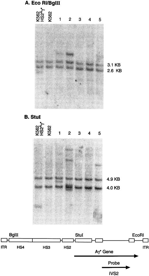 Fig. 3. Genomic integration of the rHS432Aγ* genome. Individual clones, derived from K562 cells transduced at an MOI of 3 × 108, were cultured in semisolid medium for 14 days and then expanded in liquid culture for 3 to 4 weeks. DNA was extracted and analyzed by the Southern blot methodology after restriction with EcoRI and Bgl II (A) or Stu I (B). DNA extracted from a cell line containing a single integrated copy of an rAAV genome that includes the Aγ* gene (K562 HS2Aγ*) served as a positive control (left lane), whereas K562 cells provided DNA that served as a negative control (second lane from left). The bands of 2.6 and 3.1 kb (A) or the 4.0- and 4.9-kb bands (B) present in each lane contain the endogenous γ globin genes. The diagram below indicates the organization of the rAAV vector genome and the location of specific restriction endonuclease sites. EcoRI and Bgl II (A) release an internal rAAV band of 4.4 kb, whereas Stu I releases a junction fragment of variable length that includes a portion of the rAAV genome and human chromosomal DNA.