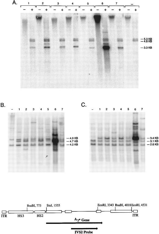 Fig. 4. Genomic integration of the rHS32Aγ*3′RE genome. Individual colonies of K562 cells, transduced at an MOI of 4 × 109, were cultured in semisolid medium for 14 days and then expanded in liquid culture for 2 to 4 weeks. (A) DNA from 7 individual colonies analyzed without restriction (−) or cut with BsaBI (+). The bands at 4.8 and 5.3 kb contain the endogenous globin genes, whereas the band at 3.3 kb is an internal fragment derived from the vector genome (see diagram below). The negative control lanes contain DNA derived from nontransduced K562 cells. (B and C) DNA from the same 7 colonies and the negative control restricted with Stu I or EcoRI, respectively. Stu I releases variable length junction fragments, a 4.7-kb band derived from head to tail concatamers of the rAAV genome, and 4.0- and 4.9-kb fragments containing the endogenous globin genes. EcoRI releases a 3.4-kb fragment derived from tandem repeats of the rAAV genome, variable length junction fragments, and two fragments of 2.6 and 3.1 kb containing the endogenous γ globin genes.