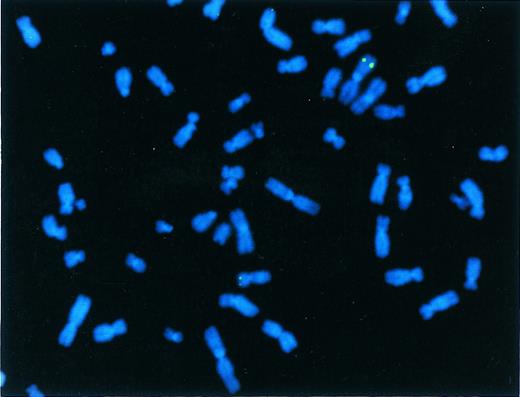 Fig. 5. FISH analysis of a clone transduced with rHS32Aγ*3′RE. A signal is present on chromosome 11p15 (small chromosome below), the position of the normal β-like globin gene locus, and on chromosome 1a (large chromosome above), the position of the integrated rAAV genome in this cell line.