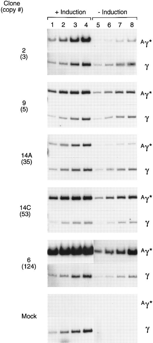 Fig. 6. Expression of the Aγ* gene in cells containing a tandem array of the rHS32 Aγ*3′RE genome. RNA was extracted from 5 clones after passage for 6 months in culture. Samples were extracted from uninduced (−) cells and those induced (+) by culture for 3 days in 40 mmol/L hemin. The copy number of the unrearranged vector genome, as estimated from the Southern blot analysis of BsaBI-restricted DNA is given (#) on the left. The amounts of template RNA analyzed were 10 ng (lanes 1 and 5), 25 ng (lanes 2 and 6), 50 ng (lanes 3 and 7), and 125 ng (lanes 4 and 8) for clones 2 and 6 and 5, 10, 25, and 50 ng, respectively, for the others.