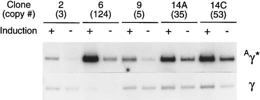Fig. 7. Comparison of the level of expression of the Aγ* gene in cells containing a tandem array of rHS32Aγ*3′RE genome. After 180 days in culture, 5 individual clones were either induced (+), using 40 mmol/L hemin, or not induced (−). Total RNA was isolated from each of these samples and 10 ng of the RNA was used in a semiquantitative RT-PCR assay after titration of the template amount (Fig 6). The copy number of the unrearranged vector genome, as estimated by genomic Southern analysis of BsaBI-digested DNA, is given (#) under the clone number.