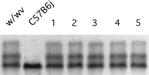 Fig. 1. A hemoglobin-stained cellulose acetate electrophoresis gel loaded with peripheral blood from a control B6.W/Wv (w/wv) and a donor C57BL/6J (C57B6j) animal are depicted. B6.W/Wv are heterozygous for the hemoglobin alleles expressing both hemoglobin single (Hbbs) and hemoglobin diffuse (Hbbd), whereas the donor C57BL/6J animals are homozygous for hemoglobin single (Hbbs/Hbbs). Five representative B6.W/Wv recipient animals receiving transplants of 10 embryo equivalent doses (1.4 × 106 cells) of day-10 PC C57BL/6J yolk sac cells were also bled and the hemoglobin bands were stained are indicated in lanes 1 through 5. Because the intensity of the Hbbs band did not increase in proportion to that of the Hbbd bands in these five recipients, there was no evidence of engraftment.