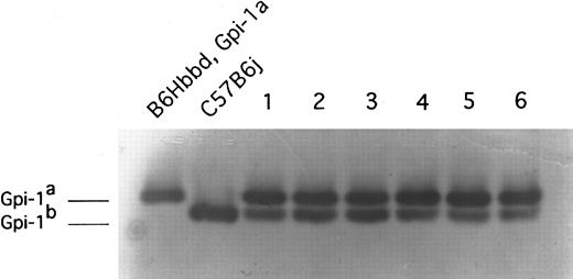 Fig. 2. The results of Gpi-1 analysis of the peripheral blood of recipient newborn animals 4 months posttransplant. These animals received transplants of 1 embryo equivalent of day-10.0 PC C57BL/6J yolk sac cells. Recipient animal (B6Hbbd, Gpi-1a) cells express the Gpi-1a isoenzyme and donor animal (C57B6j) cells express the Gpi-1b isoenzyme. Donor-type Gpi-1b enzyme was observed in peripheral red blood cells in these six representative animals and in all 16 animals tested.