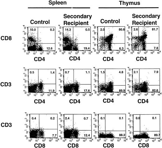 Fig. 3. Expression of T-lymphocyte subset markers on cells isolated from the thymus and spleen of one representative secondary recipient animal and an age-matched control animal. Gates were set to identify populations of positive cells in the normal animals (compared with isotype controls) and then were applied to identify positive cells recovered from the secondary recipient animal. The percentages of positive cells are indicated. A total of 8 secondary recipient animals were analyzed with similar results.