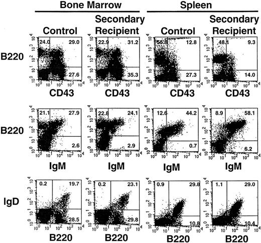 Fig. 4. Expression of B-lymphocyte subset markers on cells isolated from the spleen and bone marrow of one representative secondary recipient animal and an age-matched control animal. Gates were set to identify populations of positive cells in the normal animals (compared with isotype controls) and then were applied to identify positive cells recovered from the secondary recipient animal. The percentages of positive cells are indicated. A total of 8 secondary recipient animals were analyzed with similar results.