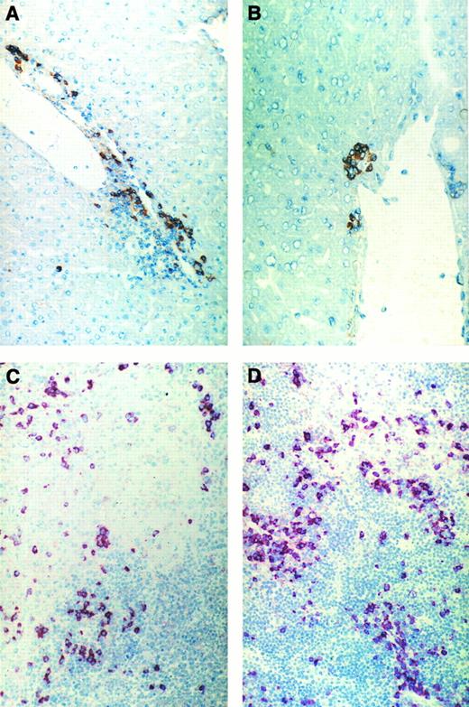 Fig. 3. Immunohistochemical pictures of frozen tissue sections showing donor-cell infiltration in the GVL (A and C) or GVH (B and D) system in liver (A and B) and spleen (C and D) 8 days after immune cell transfer. Donor cells were stained with anti-β2Mb immunecomplexes using a one-step immunolabeling method (original magnification × 160).