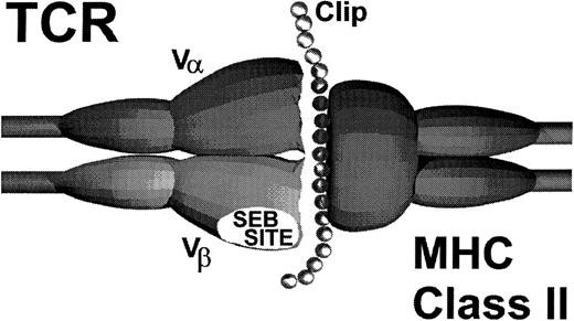 Fig. 4. Schematic model of autologous GVHD effector T-cell receptor and MHC class II-CLIP target antigen interaction.