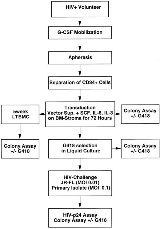 Fig. 1. Flow chart of the experimental study design. PBSC from HIV-1–infected volunteers were mobilized with G-CSF for 5 days, apheresis was performed, and CD34+ cells were isolated by immunoaffinity. Transduction of the CD34+ cell population with retroviral vectors was carried out as described in Materials and Methods, using vector-containing supernatants plus cytokines (SCF, IL-6, and IL-3) with stromal support for 72 hours. After transduction, colony assays were performed, LTBMC were established, and the major portions of the transduced cells were subjected to selection in G418 for 12 days. After a 4-day recovery period, cells were challenged with HIV-1JR-FL at an MOI of 0.01 TCID50 , or an HIV-1 primary isolate at an MOI of 0.1 TCID50 . Aliquots of the culture media were taken weekly after HIV-1 infection for subsequent evaluation in an HIV-1 p24 assay. In addition, colony assays were performed from cells after G418 selection, and from unselected LTBMC after 5 weeks.