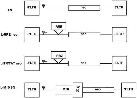 Fig. 2. Schematic diagram of the retroviral vectors LN, L-RRE-neo, L-TR/TAT-neo, and L-M10-SN. All vectors contain the 5′ LTR, the 3′ LTR, and the packaging sequence (ψ+) of the MoMuLV, and also the bacterial neomycin resistance (neo) gene. The vector LN, used as a control, only contains the neo gene. The L-RRE-neo vector has the RRE decoy sequences inserted 5′ of the neo gene; transcription is initiated from the 5′ LTR. The L-TR/TAT-neo vector has the ribozyme sequences cloned 5′ of the neo gene; transcripts are initiated from the 5′ LTR. In the vector L-M10-SN, the gene for the trans-dominant rev mutant M10 is inserted into the LXSN vector backbone, 5′ of the neo gene, and is under transcriptional control of the 5′ LTR, while the neomycin resistance sequences are under transcriptional control of the internal SV40 promoter.