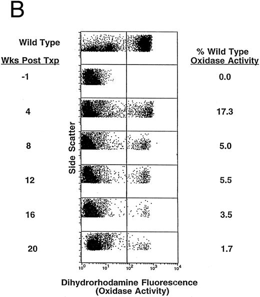 Fig. 1. Kinetics of appearance of NADPH oxidase–positive blood neutrophils after gene therapy in p47phox−/− mice. Mice undergoing gene therapy were bled at 1 month after transplant and biweekly thereafter. Gene expression in PMA-activated neutrophils was detected by flow cytometry using the fluorescent probe dihydrorhodamine-123 (DHR). Data shown are the percentage of NADPH oxidase–positive blood neutrophils in experimental mice adjusted for the percentage determined in WT mice. (A) Mean percent of PB neutrophils that are NADPH oxidase positive in the DHR assay for nine experimental p47phox−/− mice beginning at 4 weeks after gene therapy. The vertical axis is the mean percentage ± SEM of DHR+ circulating neutrophils in experimental mice. The horizontal axis represents time in weeks. This figure is derived from the data set shown in Table 1. (B) DHR flow cytometric dot-plot analysis of PB NADPH oxidase–positive neutrophils from one of the experimental p47phox−/− mice included in the averaged data presented in (A). The vertical axis is neutrophil side scatter and the horizontal axis is neutrophil DHR fluorescence as a measure of NADPH oxidase activity. In each dot plot, 10,000 events (cells) are indicated with DHR+ neutrophils in a cluster to the right of the vertical line. The top dot plot displays the neutrophil DHR fluorescence from a representative WT mouse and is followed by sequential dot plots of the gene corrected p47phox−/− mouse beginning 1 week before gene therapy (baseline) and then followed at 4-week intervals after gene therapy out to 20 weeks.