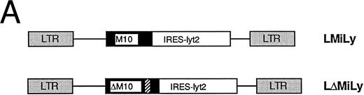 Fig. 1. (A) Genomic structure of the retroviral vectors encoding a bicistronic mRNA coexpressing RevM10 and lyt2. LMiLy encodes the RevM10 gene and the murine CD8α′ gene under control of an IRES. LΔMiLy is identical to LMiLy, except that a mutation was introduced to eliminate the initiation codon of the RevM10 gene. The hatched region indicates a small insertion for distinguishing LMILy from LΔMiLy by polymerase chain reaction. IRES, internal ribosomal entry site. Lyt2, murine cDNA encoding the CD8α′ chain. (B) Coexpression of lyt2 and RevM10 in a transduced human T-cell line. CEM-ss cells were transduced with LMiLy or LΔMiLy or mock supernatant. Cell surface expression of lyt2 and intracellular expression of RevM10 were analyzed by FACS. / (C) CD34+ cell enrichment and transduction. Live cells (based on side scatter, size, and propidium iodide exclusion) were analyzed for their expression of CD34+ or lyt2 expression after transduction. The percentage of positive cells is indicated. The gate is based on isotype antibody control and/or mock-transduced cells. (Bottom left) LMiLy-transduced cells. (Bottom right) LΔMiLy-transduced cells.