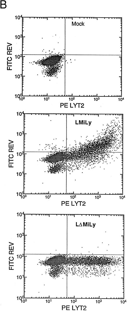Fig. 1. (A) Genomic structure of the retroviral vectors encoding a bicistronic mRNA coexpressing RevM10 and lyt2. LMiLy encodes the RevM10 gene and the murine CD8α′ gene under control of an IRES. LΔMiLy is identical to LMiLy, except that a mutation was introduced to eliminate the initiation codon of the RevM10 gene. The hatched region indicates a small insertion for distinguishing LMILy from LΔMiLy by polymerase chain reaction. IRES, internal ribosomal entry site. Lyt2, murine cDNA encoding the CD8α′ chain. (B) Coexpression of lyt2 and RevM10 in a transduced human T-cell line. CEM-ss cells were transduced with LMiLy or LΔMiLy or mock supernatant. Cell surface expression of lyt2 and intracellular expression of RevM10 were analyzed by FACS. / (C) CD34+ cell enrichment and transduction. Live cells (based on side scatter, size, and propidium iodide exclusion) were analyzed for their expression of CD34+ or lyt2 expression after transduction. The percentage of positive cells is indicated. The gate is based on isotype antibody control and/or mock-transduced cells. (Bottom left) LMiLy-transduced cells. (Bottom right) LΔMiLy-transduced cells.