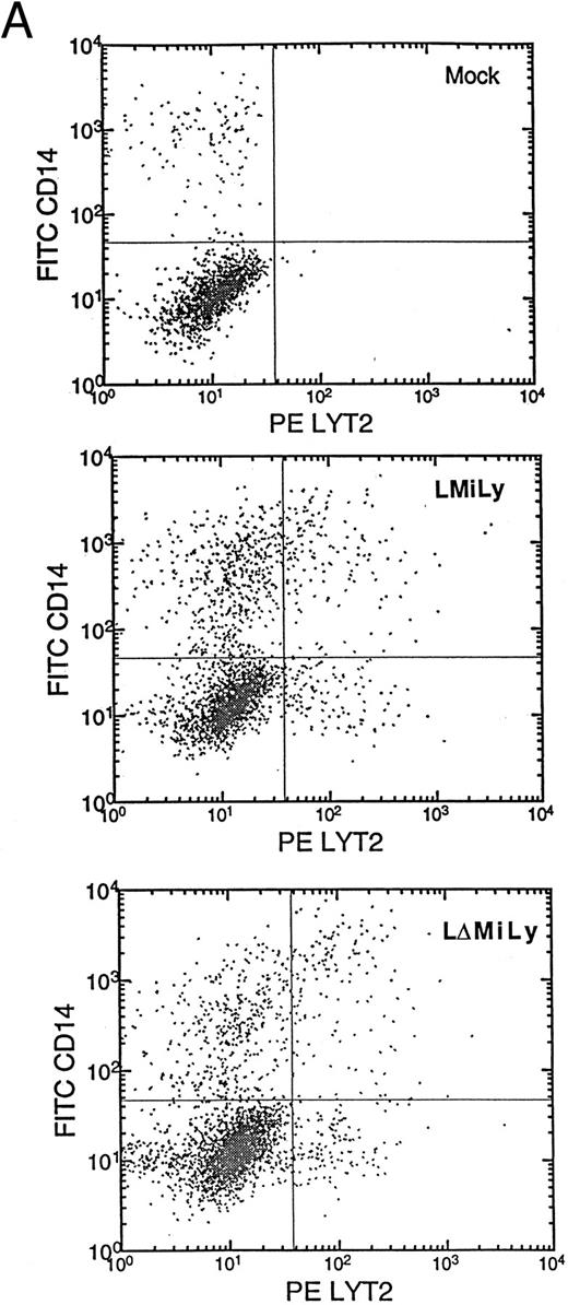 Fig. 3. In vitro differentiation of myeloid cells after transduction. Mock- or vector-transduced CD34+ cells were differentiated for 10 days and analyzed for the myeloid marker CD14 and lyt2 expression (A). Kinetic analysis indicated stable lyt2 expression in the myeloid lineage cells in CD34+ cells transduced with either LMiLy or LΔMiLy (B). The presence of RevM10 gene product (LMiLY or LΔMiLy) did not affect the efficiency of differentiation.