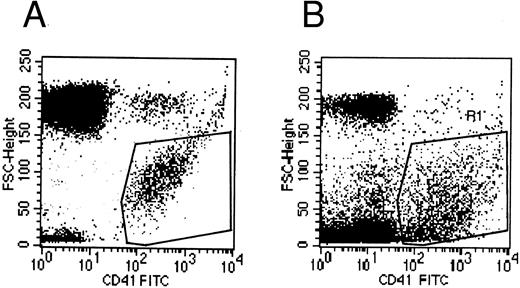 Fig. 1. Mature MK cultured with Mpl-l, developing proplatelets (arrowheads) as seen by phase-contrast microscopy: (a) a pseudopod extends, becoming extremely long and thin; (b) this process develops regular swellings. These proplatelets are in the continuity of the MK core (arrows).