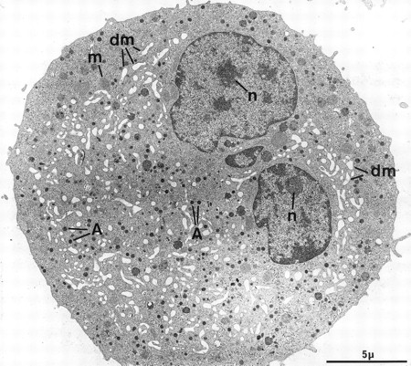 Fig. 2. Example of a harmoniously developed MK, grown for 7 days from CD34+CD38+ progenitors in the presence of Mpl-l. The cell nucleus displays several lobes with abundant euchromatin, and nucleoli (n). The cytoplasm has harmoniously matured with numerous α-granules (A) and a well-developed demarcation membrane system (dm). m, mitochondria.