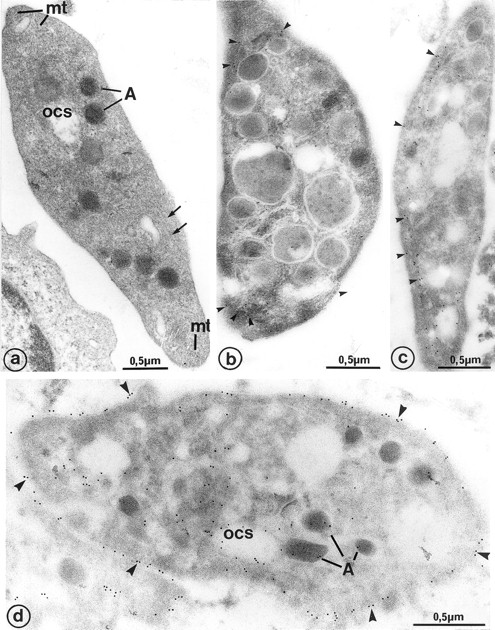 Fig. 6. (a) Platelet-sized cytoplasmic fragments, shed by 7-day cultured MKs, exhibit the usual platelet cytoplasmic organelles: α-granules (A), open canalicular system (ocs), and microtubule transverse sections (mt) at each extremity of the cell. Note that microtubules also extend along the length of the cell (arrows), which is unusual in circulating platelets. Immunogold labeling for tubulin occasionally shows the presence of the protein at (b) the 2 platelet poles (arrowheads) and (c) more frequently along the platelet length (arrowheads). (d) GPIIb-IIIa has the classic platelet-like distribution on the platelet fragments shed by MK: plasma membrane (arrowheads), open canalicular system (ocs), and α-granules (A).