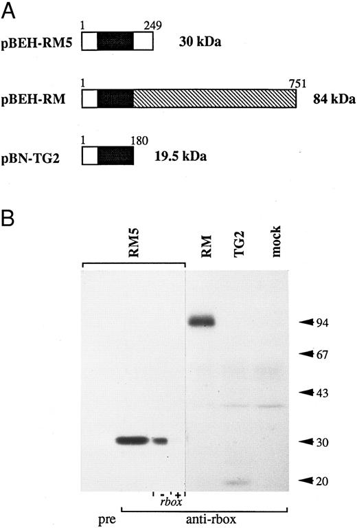 Fig. 1. Reactivity of the anti-runt box antiserum against runt box polypeptides. (A) Schematic diagram of the different polypeptides tested. The runt box is in black; the chromosome 8 sequence in pBEH/RM is indicated by the hatched box; a short sequence of chromosome 8 origin is also present at the 3′ end of the runt box in plamid pBN-TG2. Numbers refer to amino acids. The predicted molecular weight is on the right. (B) Western blotting analysis of COS-7 cells transiently transfected with plasmids encoding the described runt box polypeptides. “pre” and “anti-rbox” refer to the use of preimmune serum or of affinity-purified anti-runt box antiserum, respectively. As a further specificity check, the pBEH-RM5 lane was split into two and probed with purified anti-runt box antiserum either mock-depleted (by preincubation with matrix-bound GST, “− rbox”) or depleted of anti-GST/runt box reactivity (by preincubation with matrix-bound GST/runt box, “+ rbox”). mock, mock-transfected COS cells. The three leftmost lanes were exposed for 18 hours, the others for 3 days.