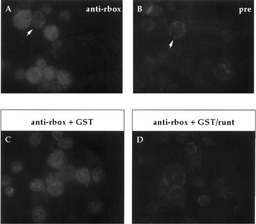 Fig. 2. Immunofluorescent labeling of adult bone marrow cells with anti-runt box antiserum. (A and B) Purified anti-runt box antiserum (anti-rbox) stains the nuclei of bone marrow cells with variable intensity (A). Occasional cells show weak cytoplasmic staining (arrow), but this is also visible with the preimmune serum (pre) (B, arrow). (C and D) Staining with anti-runt box antiserum preincubated with a bacterial extract containing either GST (anti-rbox + GST; C) or GST/runt (anti-rbox + GST/runt; D). The staining is abolished only in the latter sample.