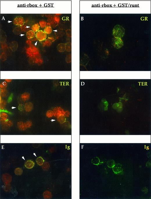 Fig. 3. Immunofluorescent labeling of adult mouse bone marrow cytospin preparations with anti-runt box antiserum in combination with MoAbs specific for granulocytes (anti-Gr-1; A and B) and erythroid cells (TER-119; C and D) or with an antiserum against B lymphocytes (anti-mouse Ig; E and F ). The anti-runt box reactivity appears as red-orange (R-phycoerythrin); reactivity with lineage-specific antibodies appears in green (FITC). The anti-runt box was competed with GST (anti-rbox + GST; A, C, and E) or with GST/runt (anti-rbox + GST/runt; B, D, and F ). Double-positive cells in (A), (C), and (E) are indicated by arrows.