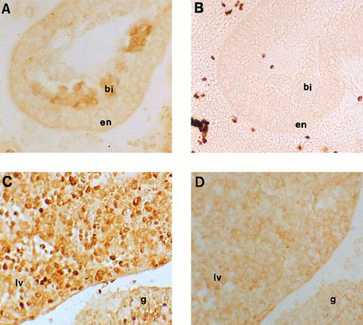 Fig. 4. Immunohistochemical labeling of early erythroid cells. (A) Section through the 7.5-dpc yolk sac showing staining for runt box polypeptides in the developing blood islands (original magnification × 20). (B) Negative control for (A), ie, an adjacent section stained with anti-runt box antiserum after preincubation with GST/runt polypeptide. Given the lack of stain, a phase contrast image is shown for better definition (original magnification × 20). bi, blood island; en, extraembryonic endoderm. (C) Section through a 11.5-dpc mouse embryo, showing staining for runt box polypeptides in the fetal liver (lv) and in the urogenital ridge (g). The neighboring tissues are negative (original magnification × 20). (D) Same as (C), but preimmune control (original magnification × 20).