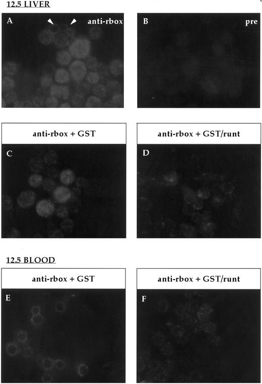 Fig. 5. Immunofluorescent labeling of cytospin preparations from 12.5-dpc liver and blood stained with the anti-runt box antiserum. (A) Anti-runt box staining of liver cells; two primitive erythrocytes labeled at the nucleus-cytoplasmic border are indicated (arrows). (B) Staining with preimmune serum. Competition experiments were performed on 12.5-dpc liver (C and D) and blood (E and F ) as for bone marrow (Fig 2). In both tissues, the staining persisted after preincubation with GST (C and E), but was abolished after preincubation with GST/runt (D and F ).