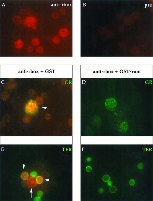 Fig. 6. Immunofluorescent labeling of 16.5-dpc fetal liver cells with anti-runt box antiserum either alone (A and B) or in combination with MoAbs specific for granulocytes (anti-Gr-1; C and D) or erythroid cells (TER-119; E and F ). The anti-runt box reactivity appears as red-orange stain (R-phycoerythrin); reactivity with lineage-specific antibodies appears in green (FITC). (A) Anti-runt box staining. (B) Preimmune rabbit serum control. Competitions with GST or GST/runt (C through F ) were performed as described in the legend to Fig 2. In (C), the arrow indicates a large blast of granulocytic lineage (green staining) that was strongly labeled by the anti-runt box (red-orange); this last staining is prevented by preincubation with GST/runt. In (E), the double-labeled cells (arrowhead) show expression of runt-box polypeptides in the erythroid lineage, albeit at much lower levels than in myeloid blasts (long arrow). Even in these cells, specificity of the anti-runt box stain is shown by competition with GST/runt (F ).