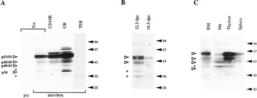 Fig. 7. Western blotting analysis of hematopoietic cell populations with the anti-runt box antiserum. (A) Lysates from total bone marrow cells (Tot) or from bone marrow subpopulations enriched for expression of CD45R, Gr-1 (GR), and TER-119 (TER). pre, preimmune serum; anti-rbox, anti-runt box antiserum. (B) Lysates from 12.5- and 16.5-dpc liver cells. (C) Lysates from peritoneal macrophages (Mφ ), thymus, and spleen cells. The total bone marrow lysate (BM) is shown for reference. In all panels, each lane corresponds to 107 cells. Specifically detected polypeptides are indicated by the open arrowheads on the left, with the estimated molecular weight given. Asterisks mark nonspecific bands (see text). The positions of the molecular weight markers are indicated on the right (solid arrows).