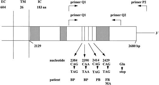 Fig. 1. Schematic structure of the cytoplasmic domain of the G-CSF receptor gene. The cytoplasmic domain of the G-CSF receptor is shown including the critical region (nucleotides 2384-2429), which is amplified by primers Q1, Q2, and P2 in the RT-PCR reaction. The nucleotide positions given below indicate the point mutations detected in patients with congenital neutropenia. Hatched boxes indicate the conserved domains homologous to other members of the cytokine receptor family. EC, extracellular; TM, transmembrane; IC, intracellular domain; aa, amino acids; bp, base pairs.