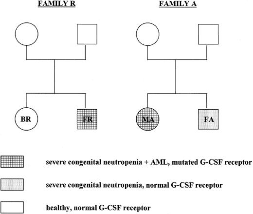 Fig. 2. Pedigree of the members of families A and R who have been tested for G-CSF receptor mutations. In both genomic DNA and cDNA isolated from neutrophils and mononuclear cells from the parents and siblings of patients FR and MA, the critical region in the cytoplasmic domain of the G-CSF receptor was analyzed by restriction enzyme analysis and DNA sequencing as described in the text.