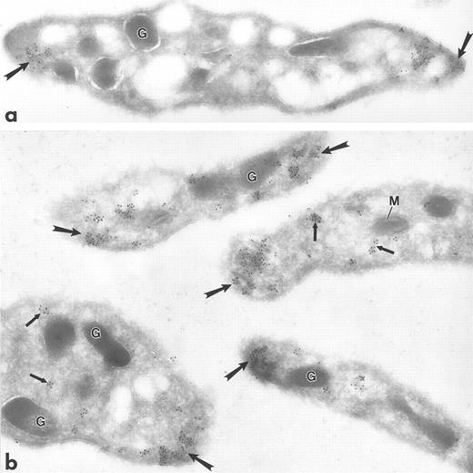 Fig. 2. Ultrathin frozen sections of human (a) and Wistar rat (b) platelets isolated from fixed, whole blood and immunolabeled with monoclonal antibody to tubulin (a) or polyclonal antibody to Lyn (b). Tubulin is concentrated at the poles of the discoid platelet (arrows). Lyn is present on electron-dense cytoplasmic domains (small arrows) and is also concentrated at the poles of the discoid platelets (large arrows). G, granule; M, mitochondrion. Original magnification × 45,000.