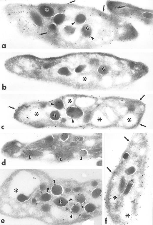 Fig. 3. Ultrathin frozen sections of human platelets (a to f) immunolabeled with polyclonal antibodies against talin (a), caveolin (b), GP IIb (c), PF-4 (d), P-selectin (e), and PECAM-1 (f) using the 3-step labeling procedure. With the exception of caveolin, which is negative, each of these exhibits a unique labeling pattern that is unlike the clustered labeling pattern obtained with antibodies to the Src-related kinases seen in Fig 1a to d. Original magnification × 47,000.